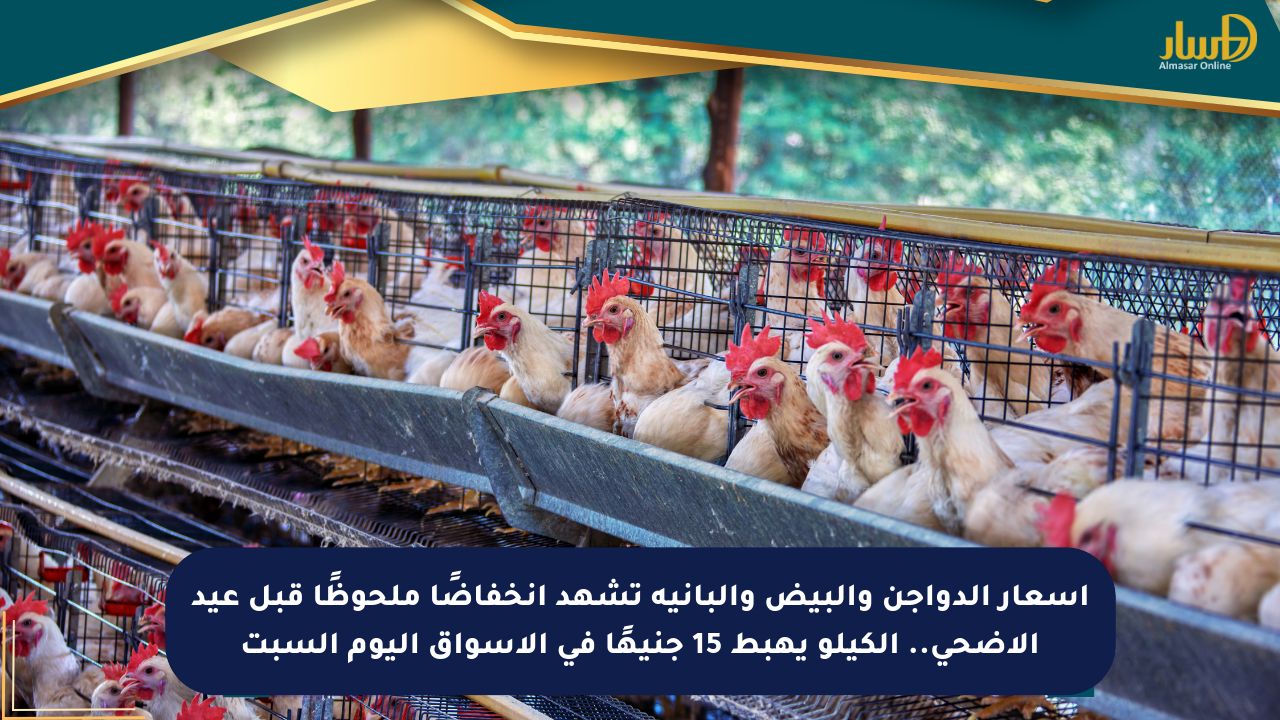 أسعار الدواجن والبيض والبانية تشهد انخفاضًا ملحوظًا قبل عيد الأضحى.. الكيلو يهبط 15 جنيهًا في الأسواق اليوم السبت